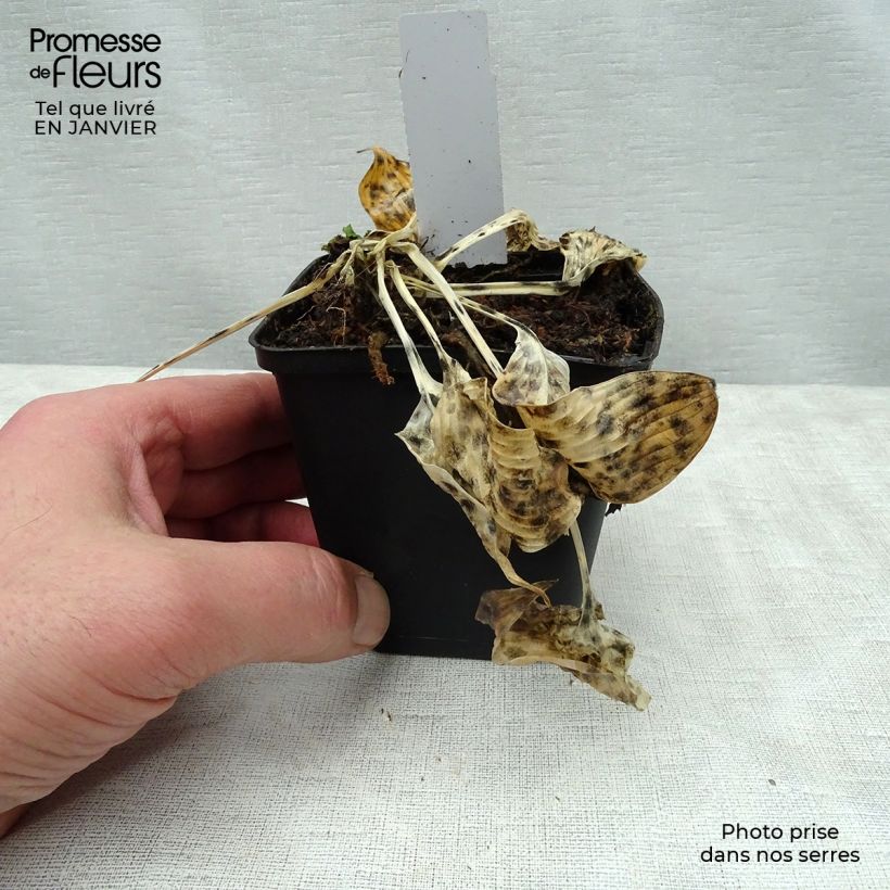 Hosta tardiana El Niño 8/9 cm pot sample as delivered in winter