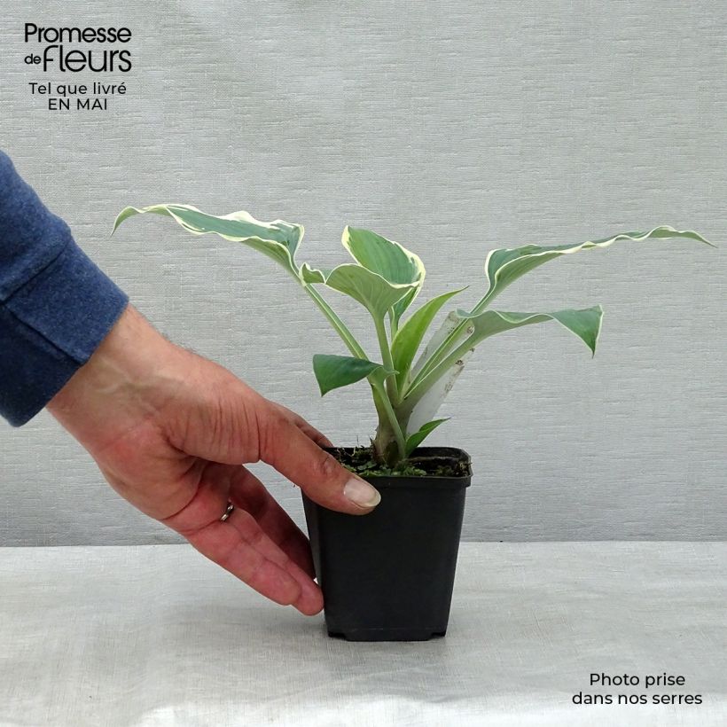 Hosta tardiana El Niño 8/9 cm pot sample as delivered in spring