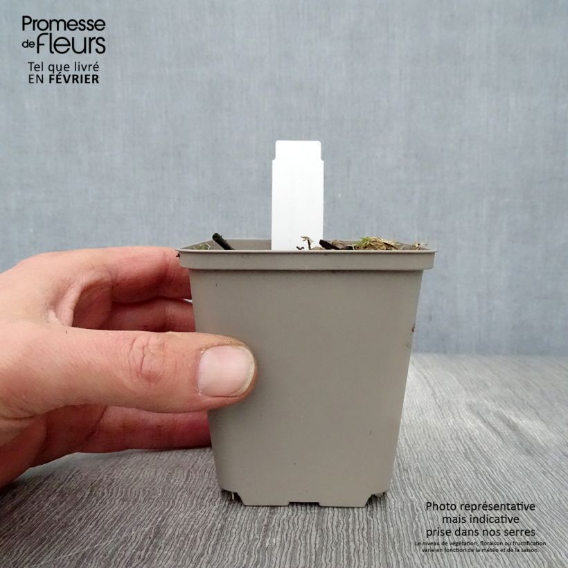 Hosta undulata Erromena 8/9 cm pot sample as delivered in winter