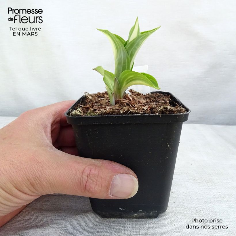 Hosta undulata Mediovariegata 8/9 cm pot sample as delivered in winter
