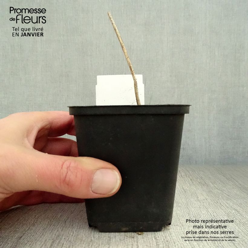 Hosta undulata var. univittata 8/9 cm pot sample as delivered in winter