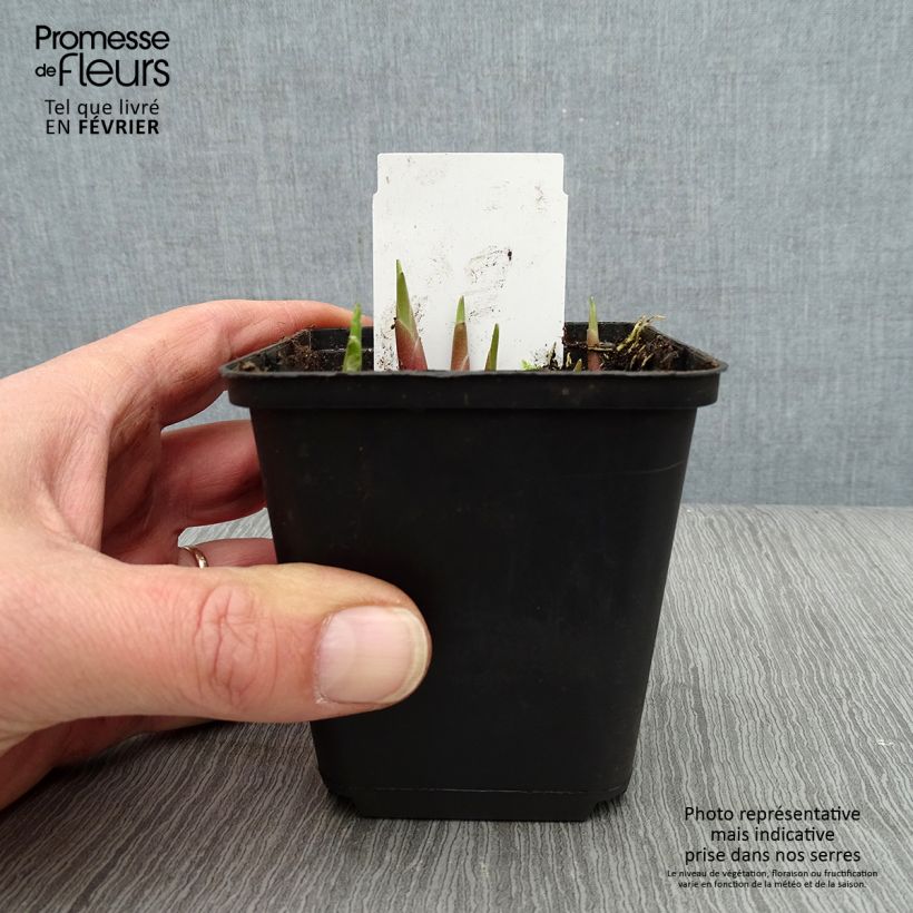 Hosta Yellow splash rim 8/9 cm pot sample as delivered in winter