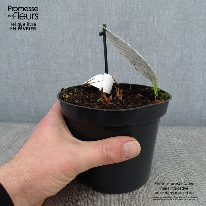 Humulus lupulus Prima Donna - Hop 1.5L/2L pot sample as delivered in winter