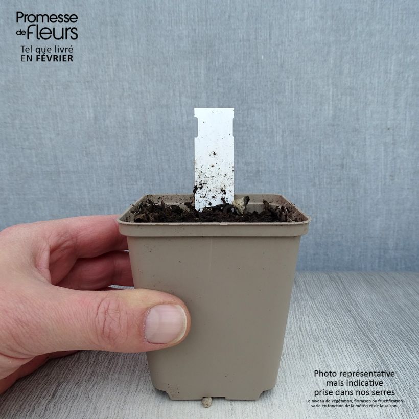 Humulus lupulus - Common Hop 8/9 cm pot sample as delivered in winter