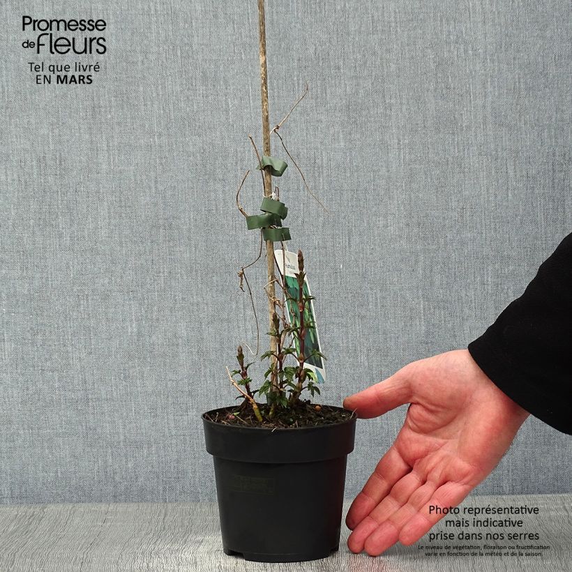 Humulus lupulus - Common Hop 1.5L/2L pot sample as delivered in winter