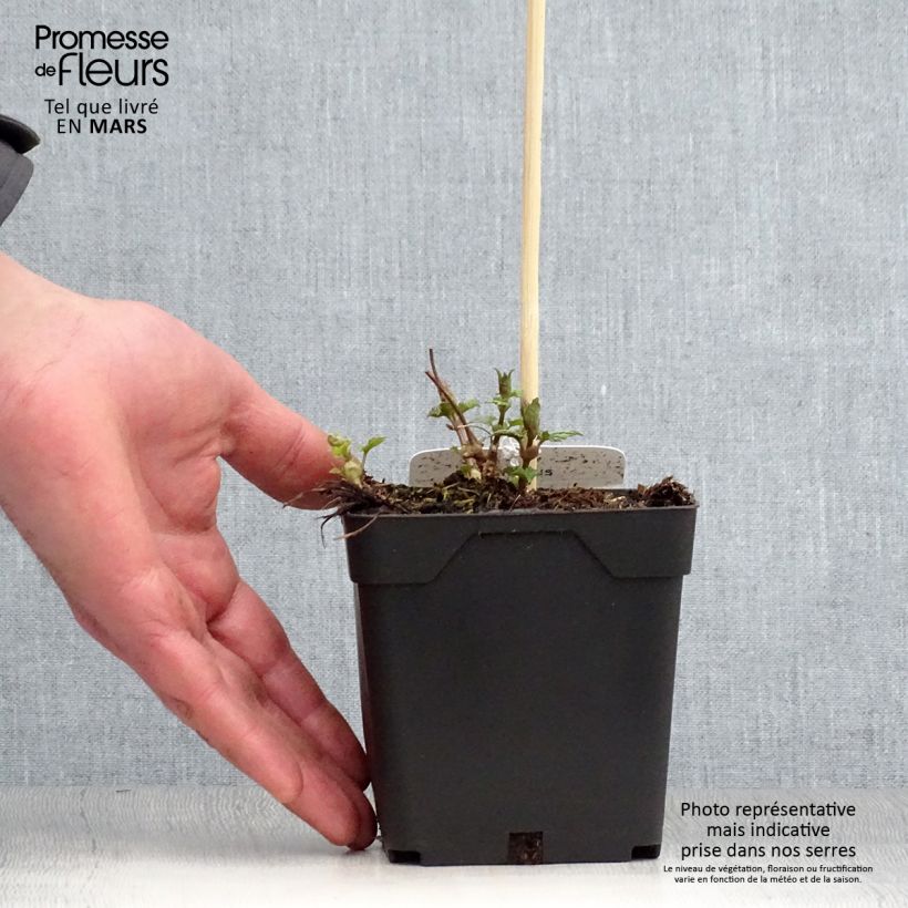 Humulus lupulus - Common Hop 1.5L/2L pot sample as delivered in spring