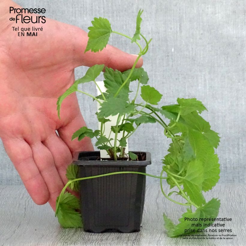 Humulus lupulus Jupiter - Common Hop 7/8 cm pot sample as delivered in spring
