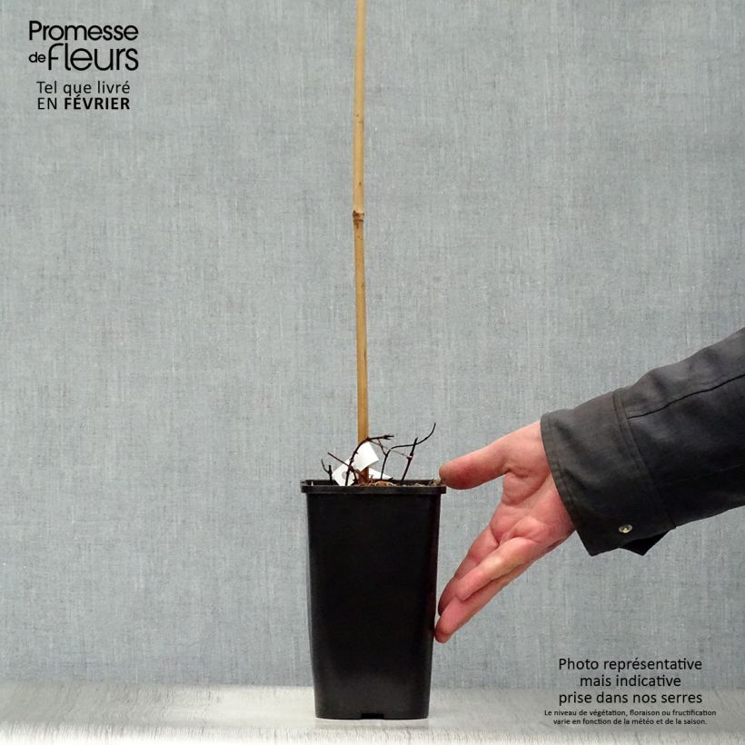 Humulus lupulus Aureus 1.5L/2L pot sample as delivered in winter