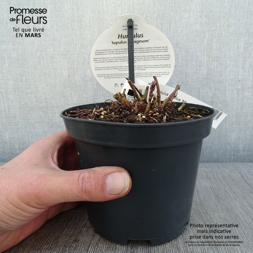 Humulus lupulus Magnum - Common Hop 1.5L/2L pot sample as delivered in winter