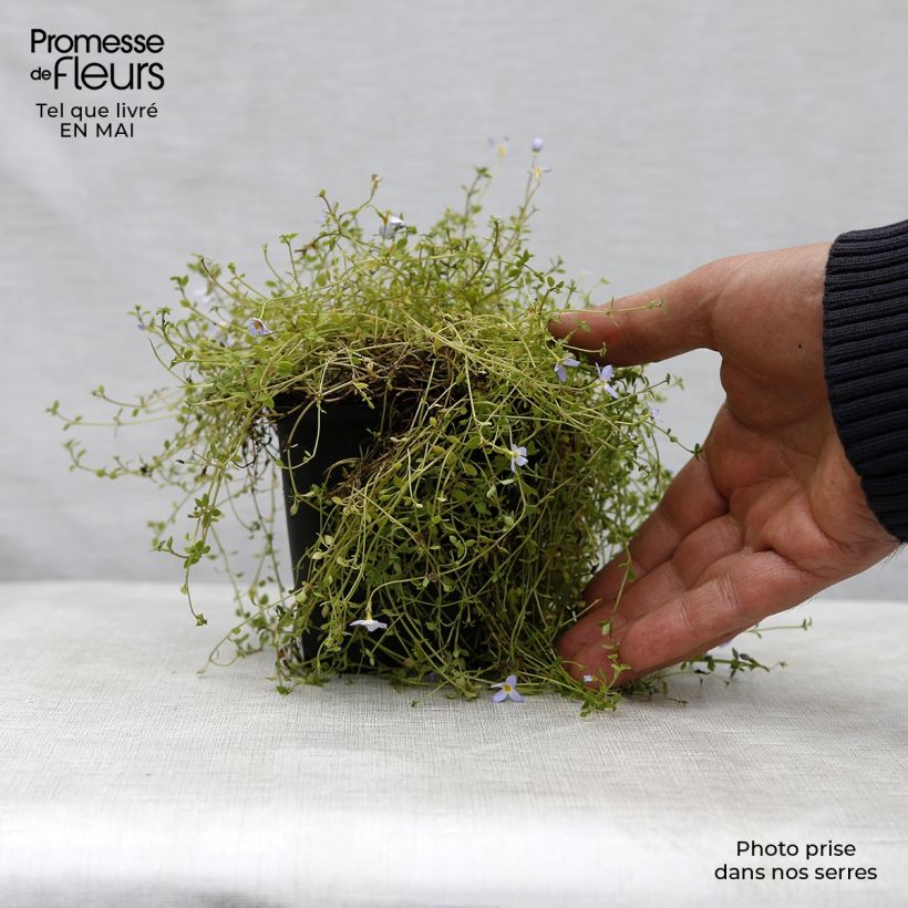 Houstonia caerulea Millard's Variety - Quaker ladies 8/9 cm pot sample as delivered in spring