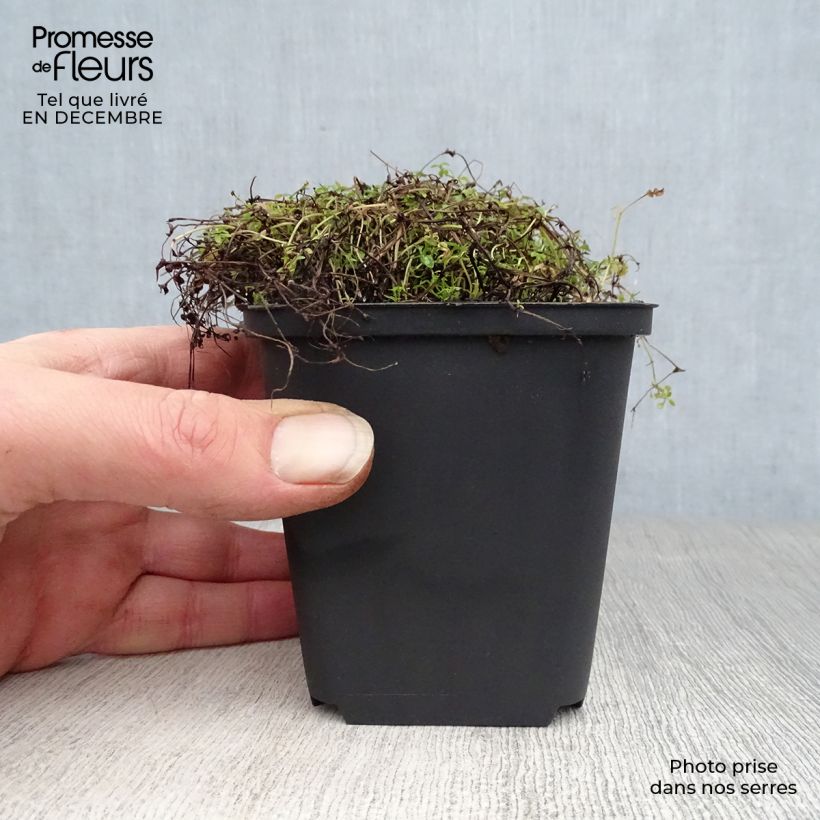 Houstonia caerulea Millard's Variety - Quaker ladies 8/9 cm pot sample as delivered in winter