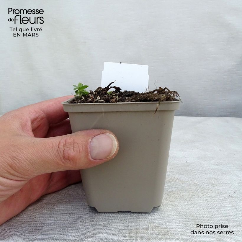 Houttuynia cordata Chameleon 7/8 cm pot sample as delivered in winter