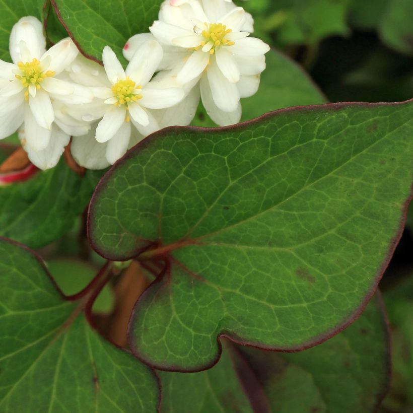 Houttuynia cordata Flore Pleno (Foliage)