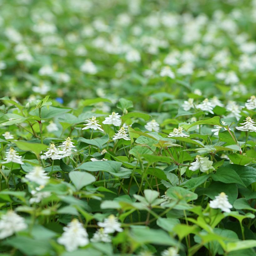 Houttuynia cordata Flore Pleno (Plant habit)
