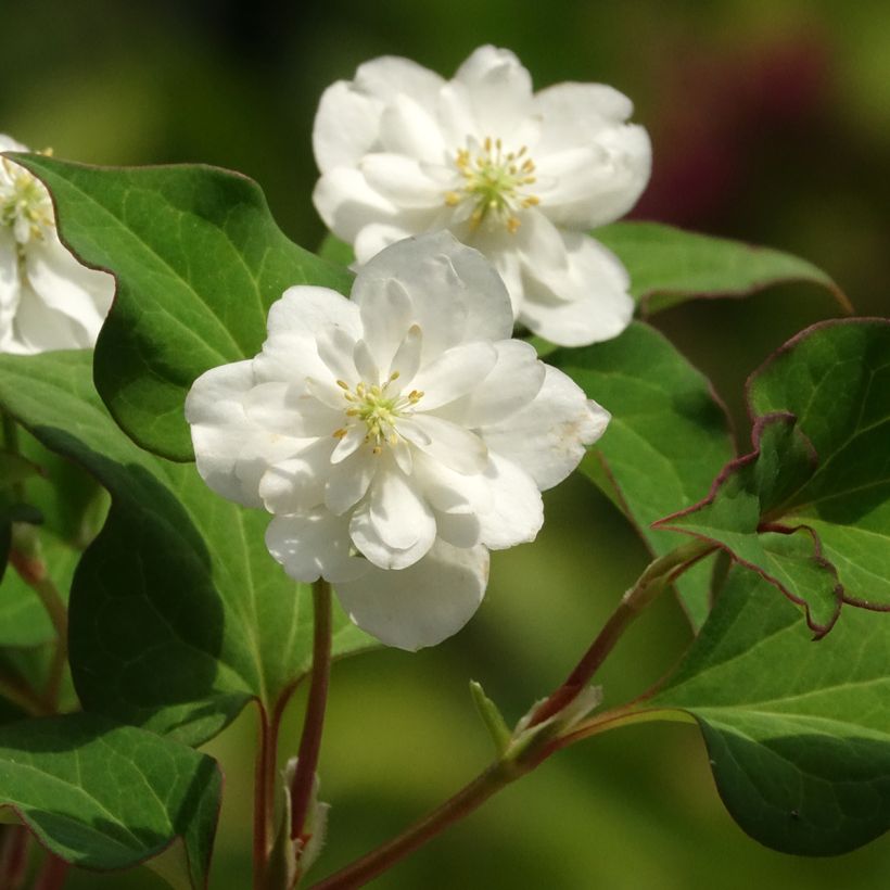 Houttuynia cordata Flore Pleno (Flowering)
