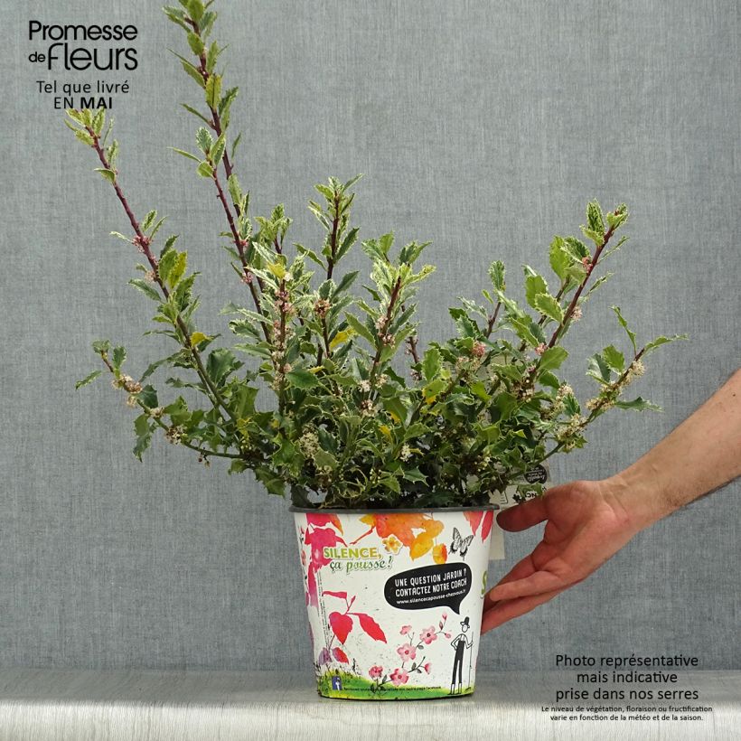 Ilex aquifolium Ingramii - Common Holly 2L/3L pot sample as delivered in spring