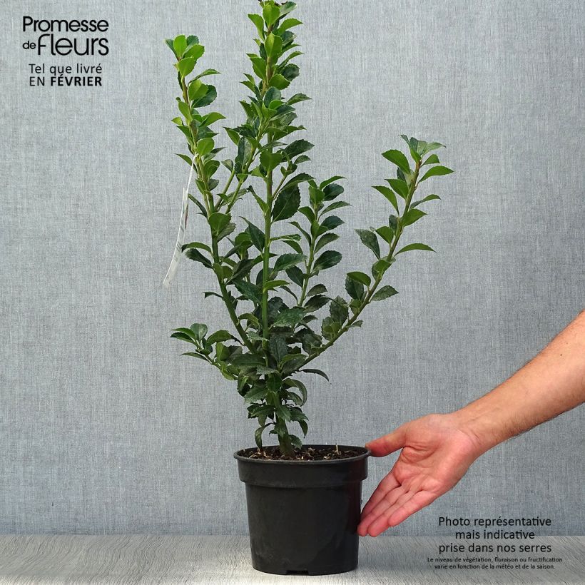 Ilex x meserveae Heckenfee - Blue Holly 2L/3L pot sample as delivered in autumn