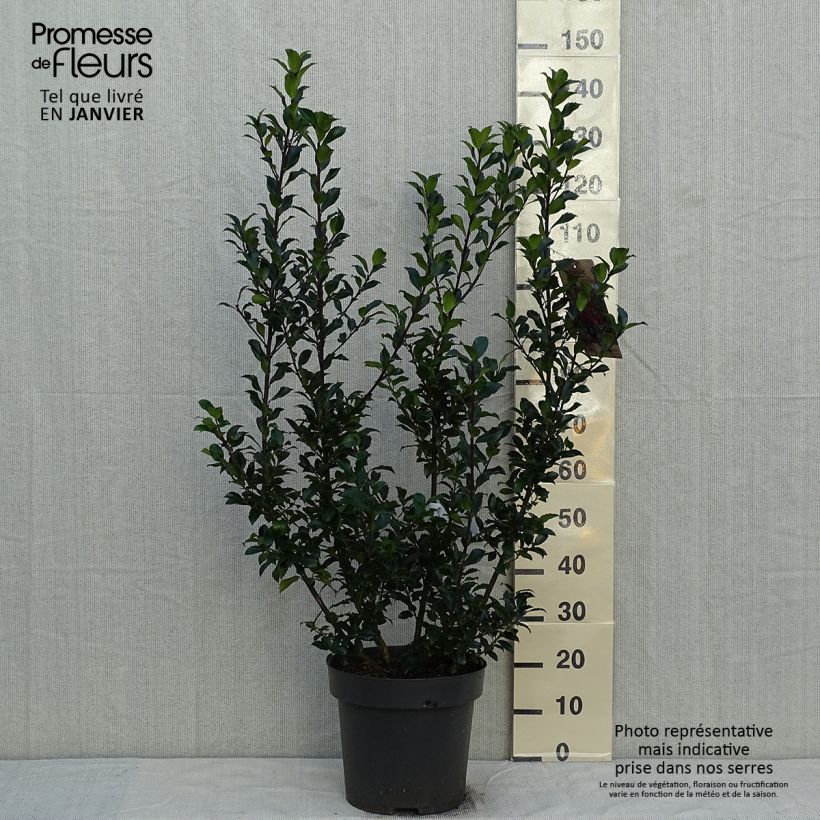 Ilex  meserveae Mesid - Blue Holly 7.5L/10L pot sample as delivered in winter