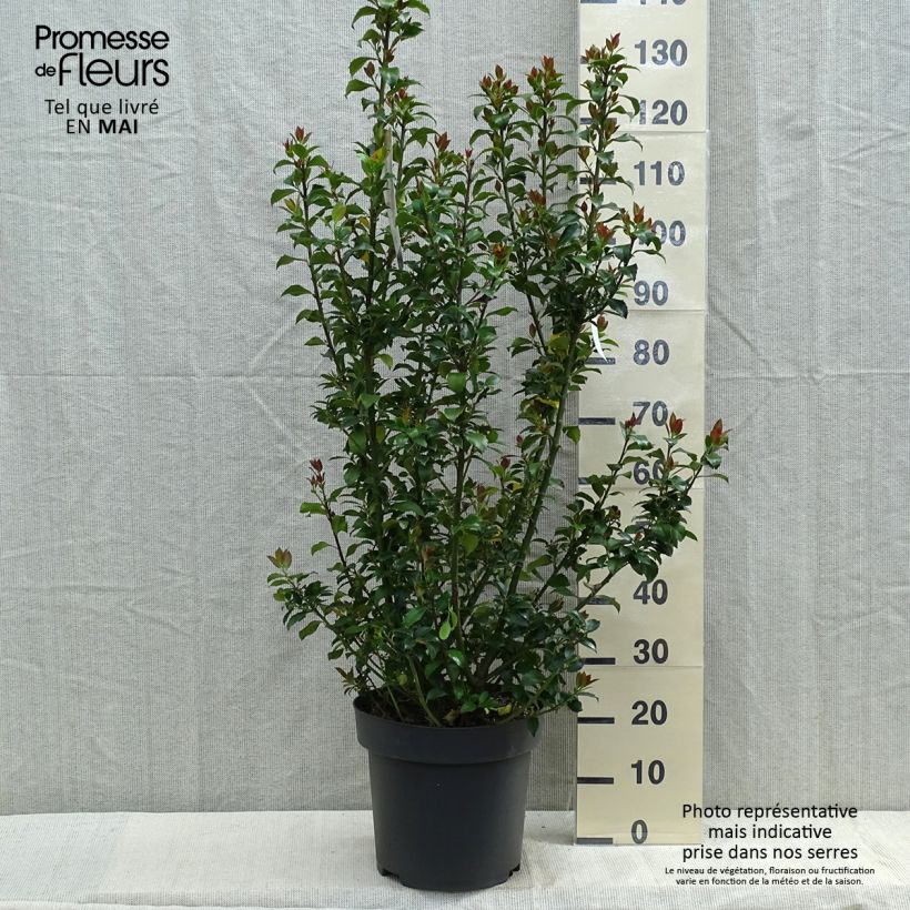 Ilex  meserveae Mesid - Blue Holly 7.5L/10L pot sample as delivered in spring