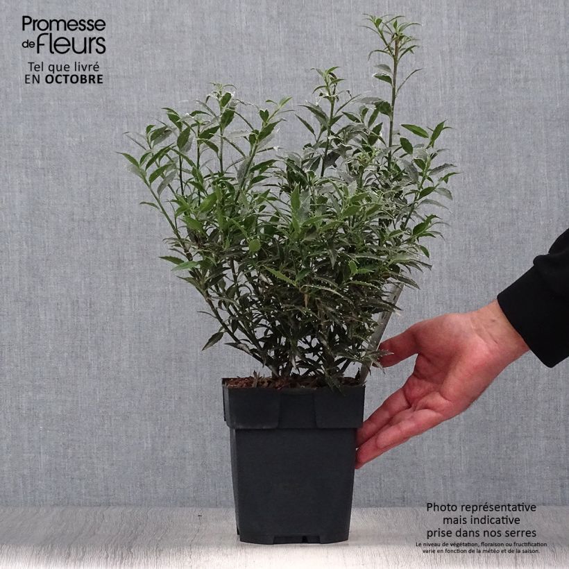 Ilex aquifolium Myrtifolia - Common Holly 2L/3L pot sample as delivered in autumn