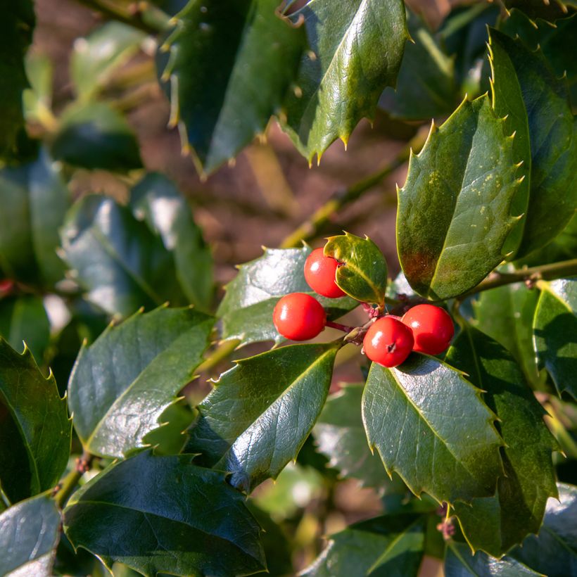 American Holly - Ilex meserveae Blue Angel (Foliage)