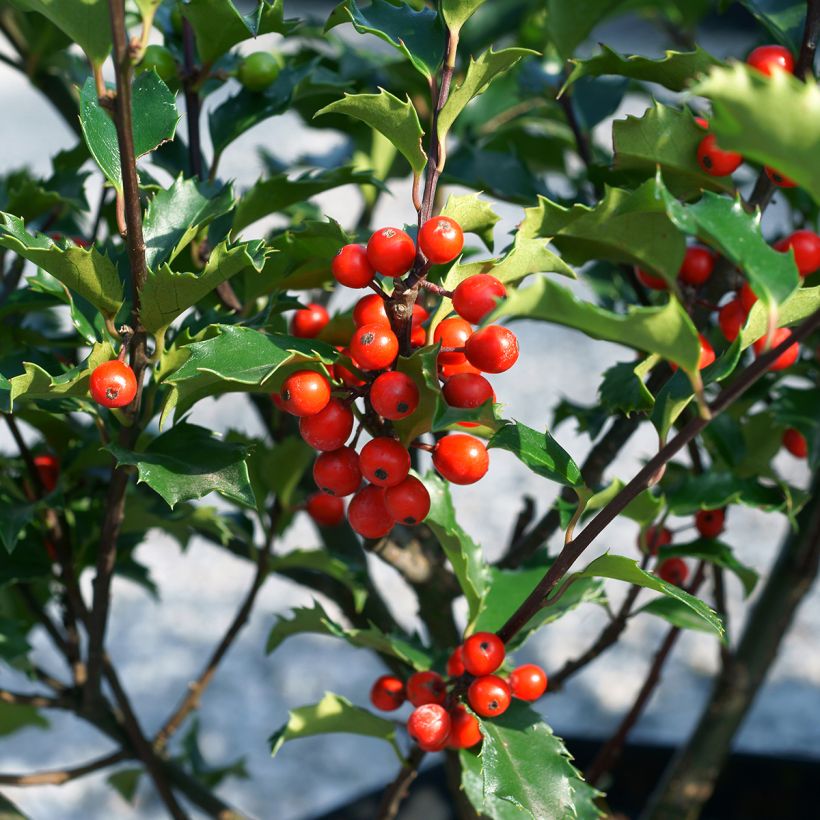 American Holly - Ilex meserveae Blue Angel (Harvest)