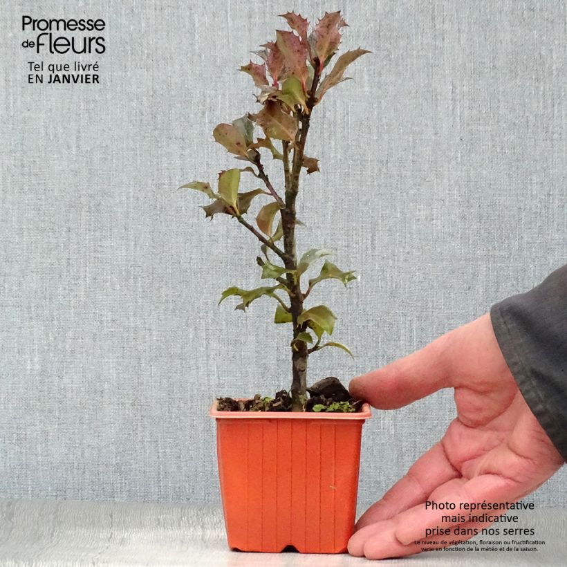 American Holly - Ilex meserveae Blue Angel 8/9 cm pot sample as delivered in winter