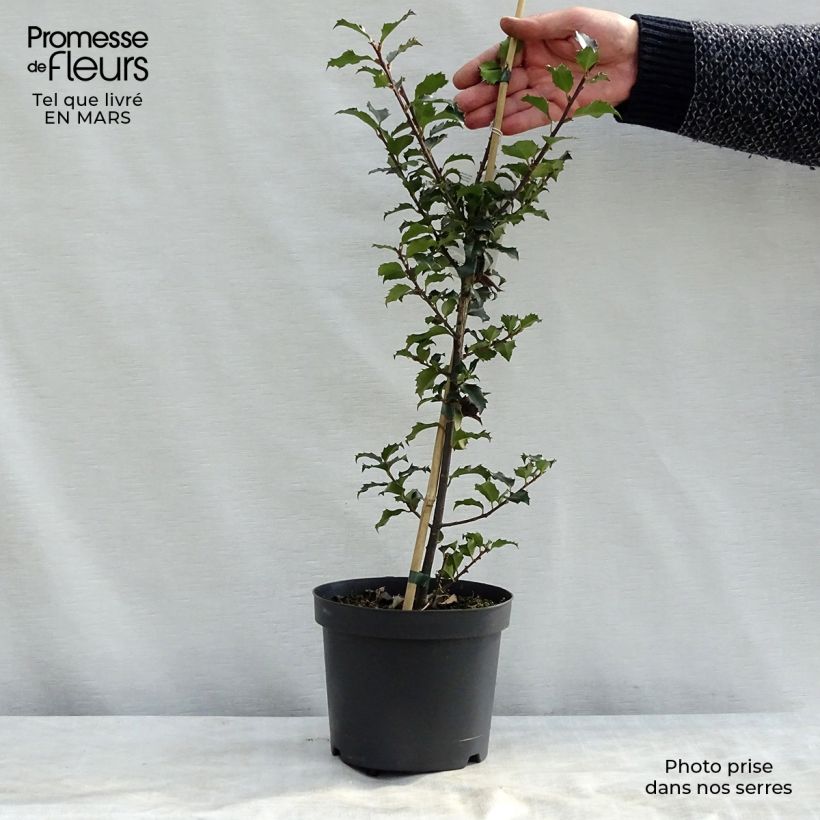 American Holly - Ilex meserveae Blue Angel 2L/3L pot sample as delivered in spring