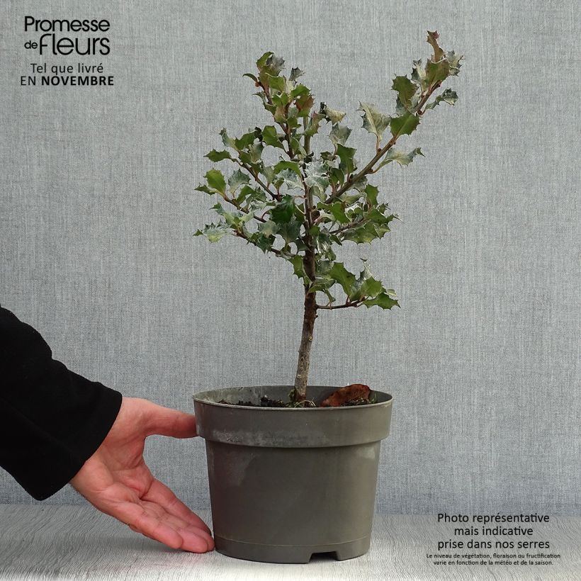 American Holly - Ilex meserveae Blue Angel 2L/3L pot sample as delivered in autumn