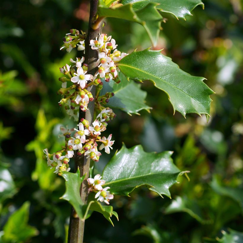 Ilex x meserveae Blue princess - Blue Holly (Flowering)