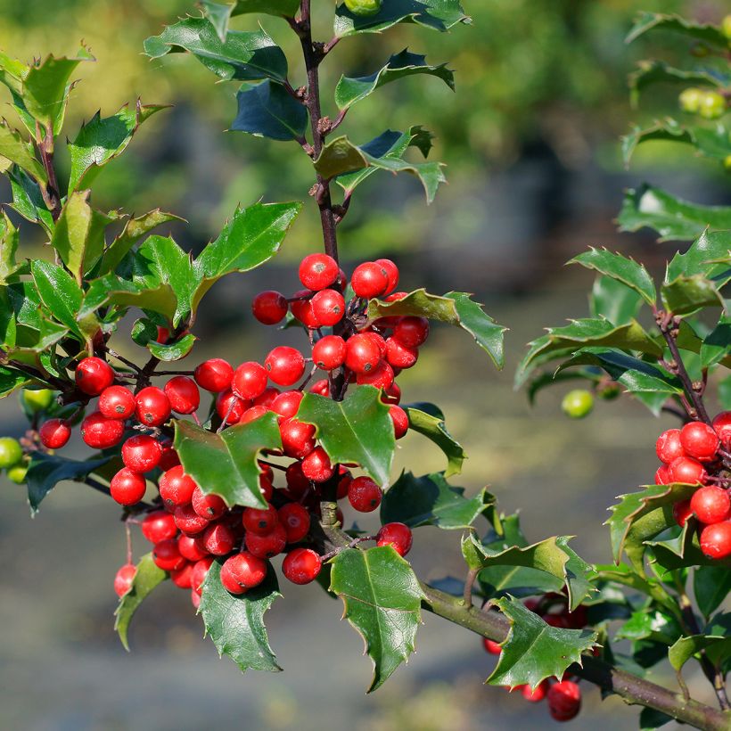 Ilex x meserveae Blue princess - Blue Holly (Harvest)