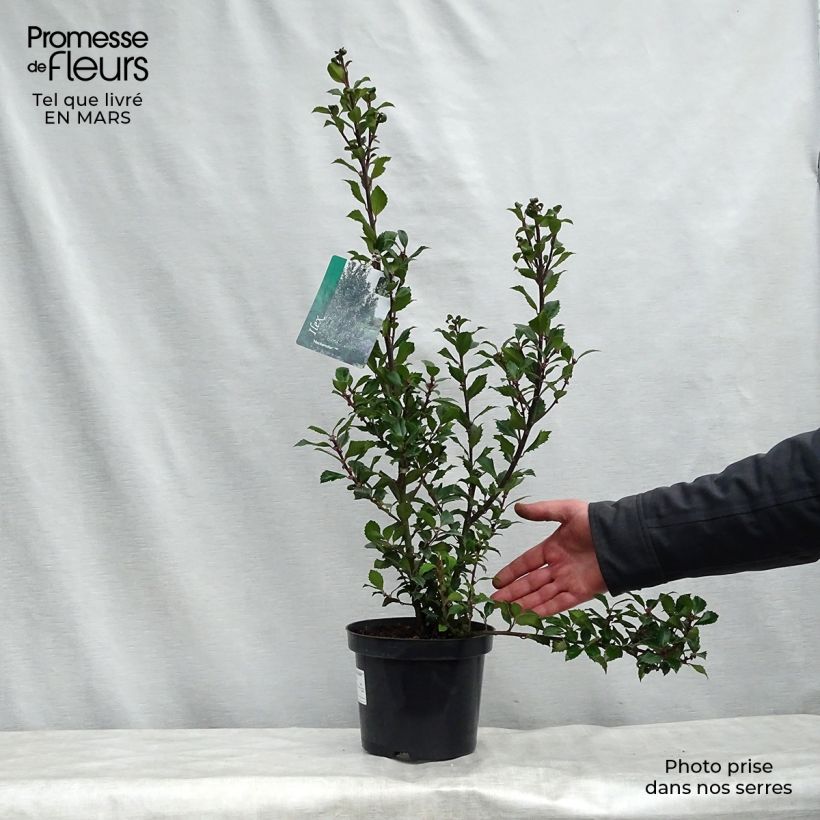 Ilex meserveae Hecken Star - Blue Holly 2L/3L pot sample as delivered in spring