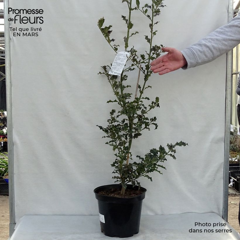 Ilex aquifolium - Common Holly 7.5L/10L pot sample as delivered in spring