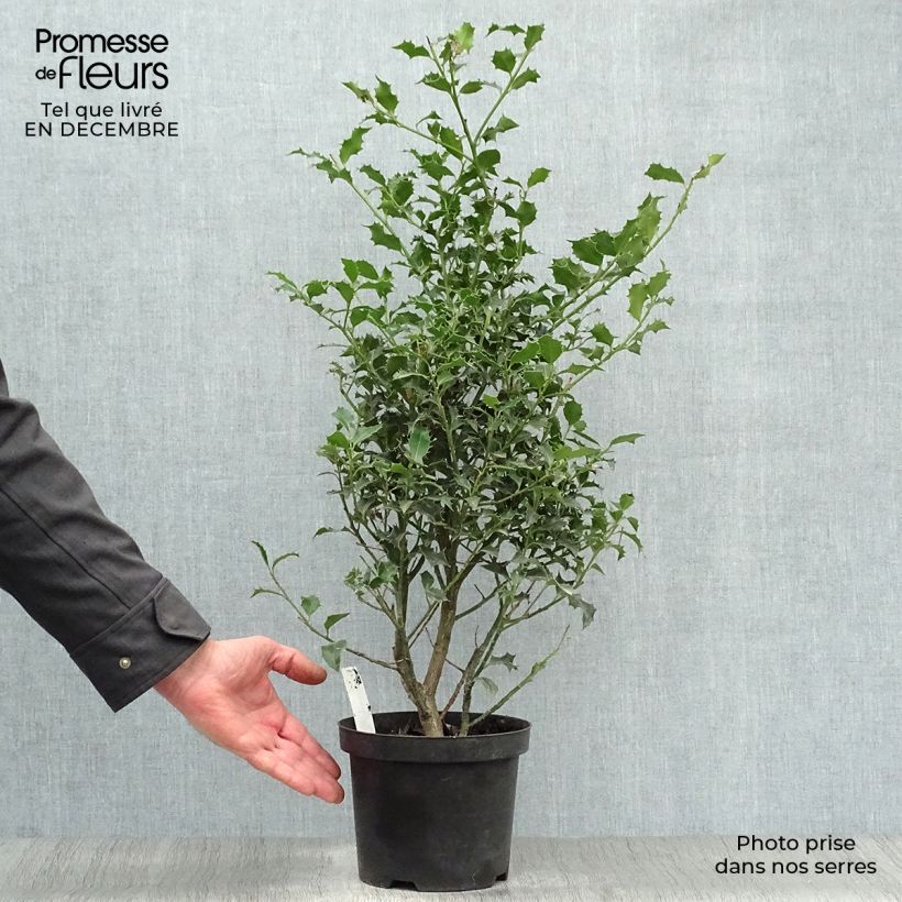 Ilex aquifolium Alaska - Common Holly 2L/3L pot sample as delivered in winter