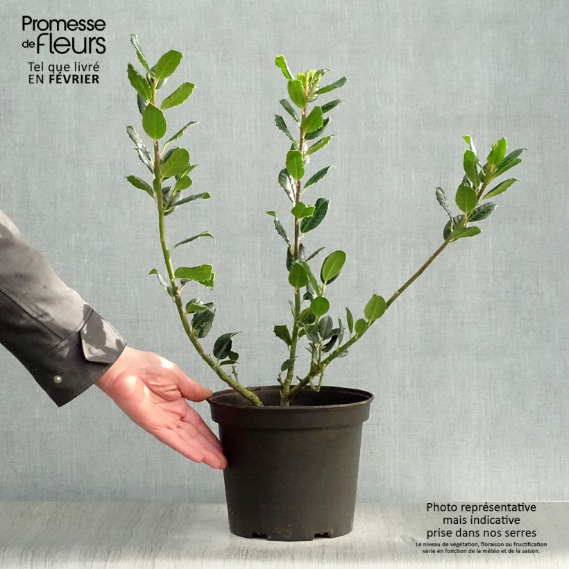 Common Holly - Ilex aquifolium JC Van Tol 2L/3L pot sample as delivered in winter