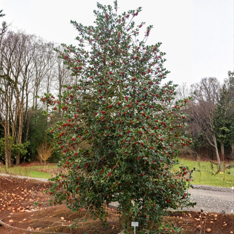 Ilex aquifolium - Common Holly (Plant habit)
