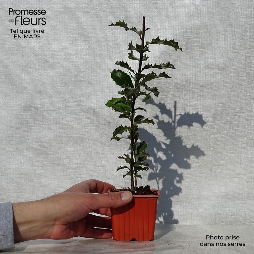 Ilex aquifolium - Common Holly 8/9 cm pot sample as delivered in spring