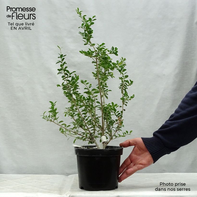 Crenate Holly - Ilex crenata Convexa 2L/3L pot sample as delivered in spring