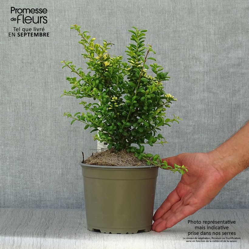 Ilex crenata Convexed Gold - Japanese Holly 2L/3L pot sample as delivered in autumn