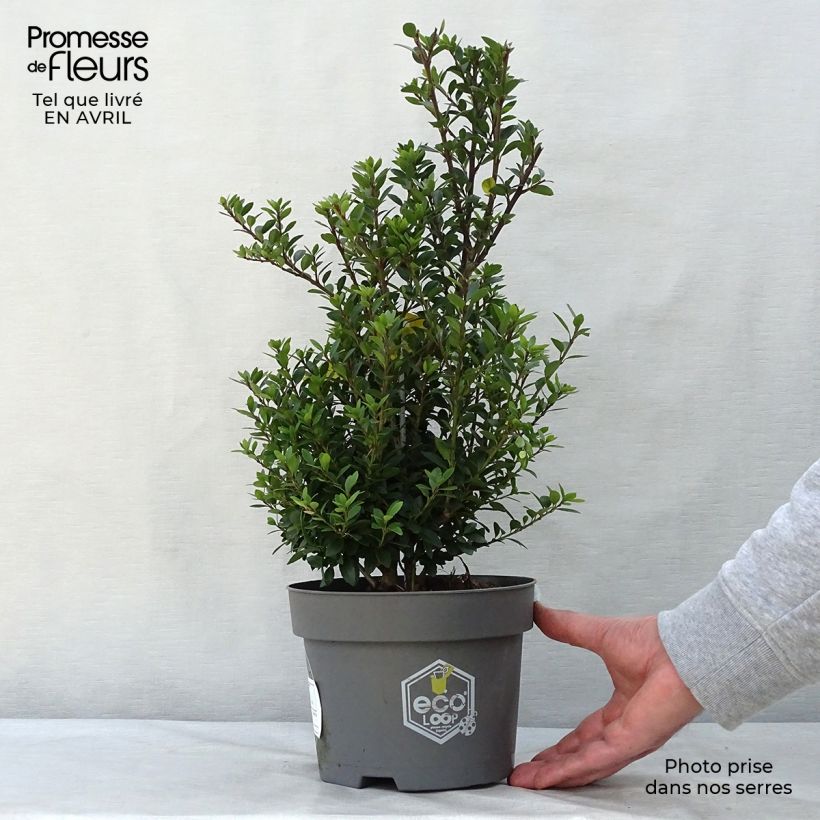 Ilex crenata Dark Green - Japanese Holly 2L/3L pot, Bush sample as delivered in spring