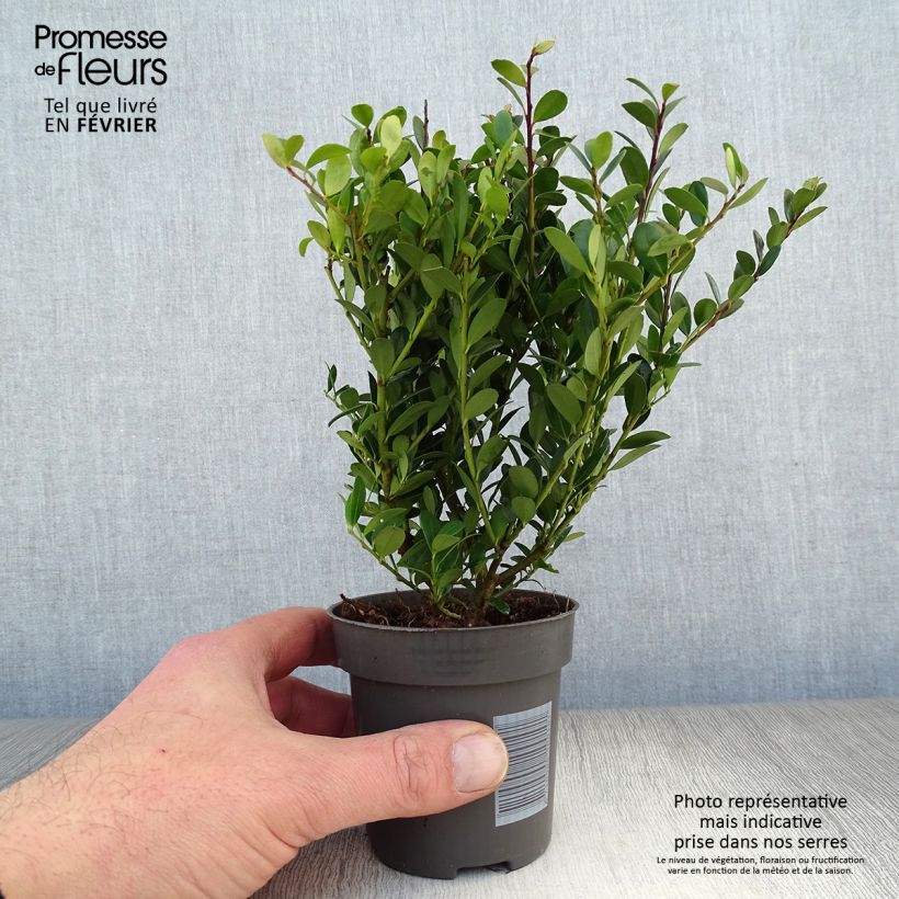 Ilex crenata Dark Green - Japanese Holly 8/9 cm pot sample as delivered in winter