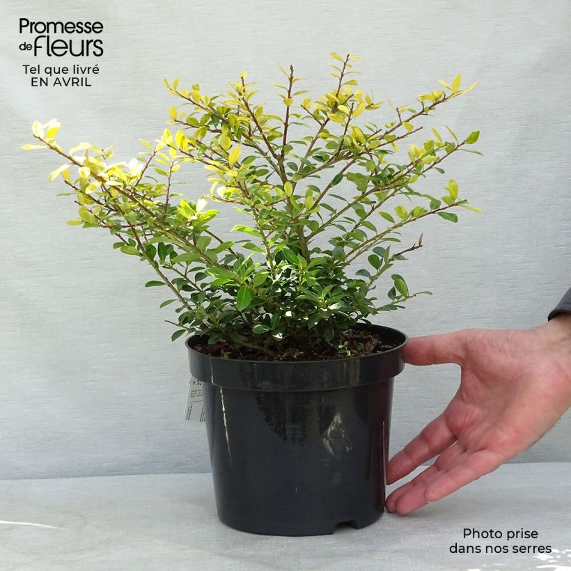 Ilex crenata Golden Gem - Japanese Holly 2L/3L pot sample as delivered in spring