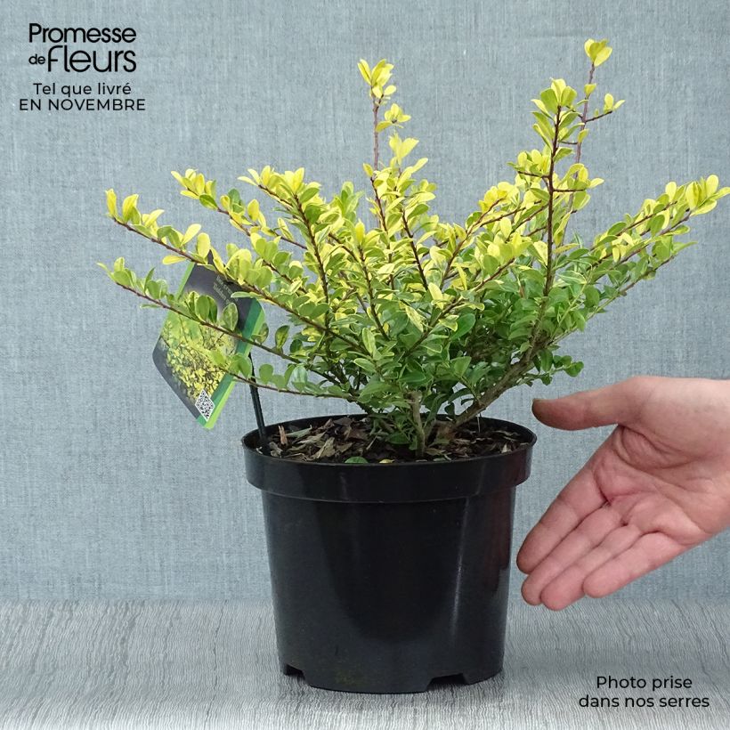 Ilex crenata Golden Gem - Japanese Holly 2L/3L pot sample as delivered in autumn