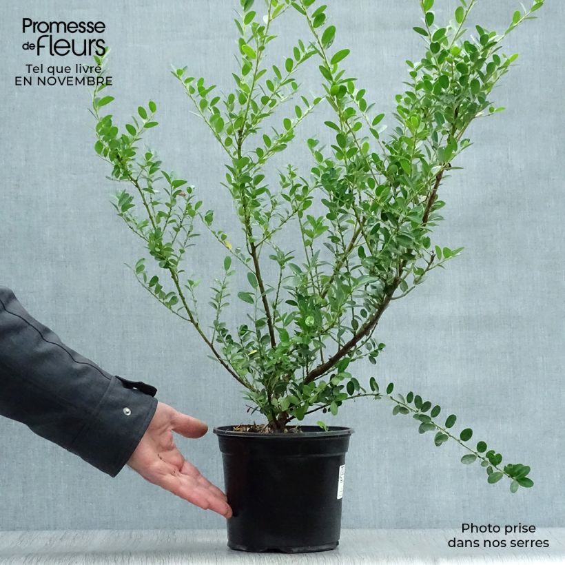 Ilex crenata Green Hedge - Japanese Holly 2L/3L pot sample as delivered in autumn