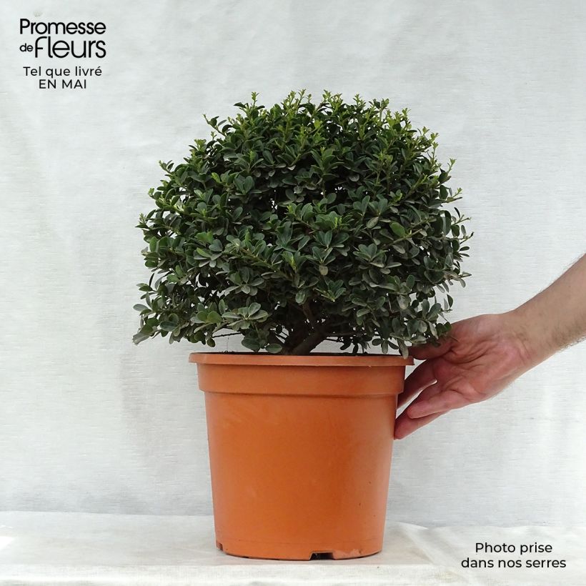 Ilex crenata Green Hedge - Japanese Holly 7.5L/10L pot sample as delivered in spring