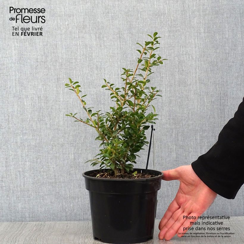 Ilex crenata Green Lustre - Japanese Holly 2L/3L pot sample as delivered in winter