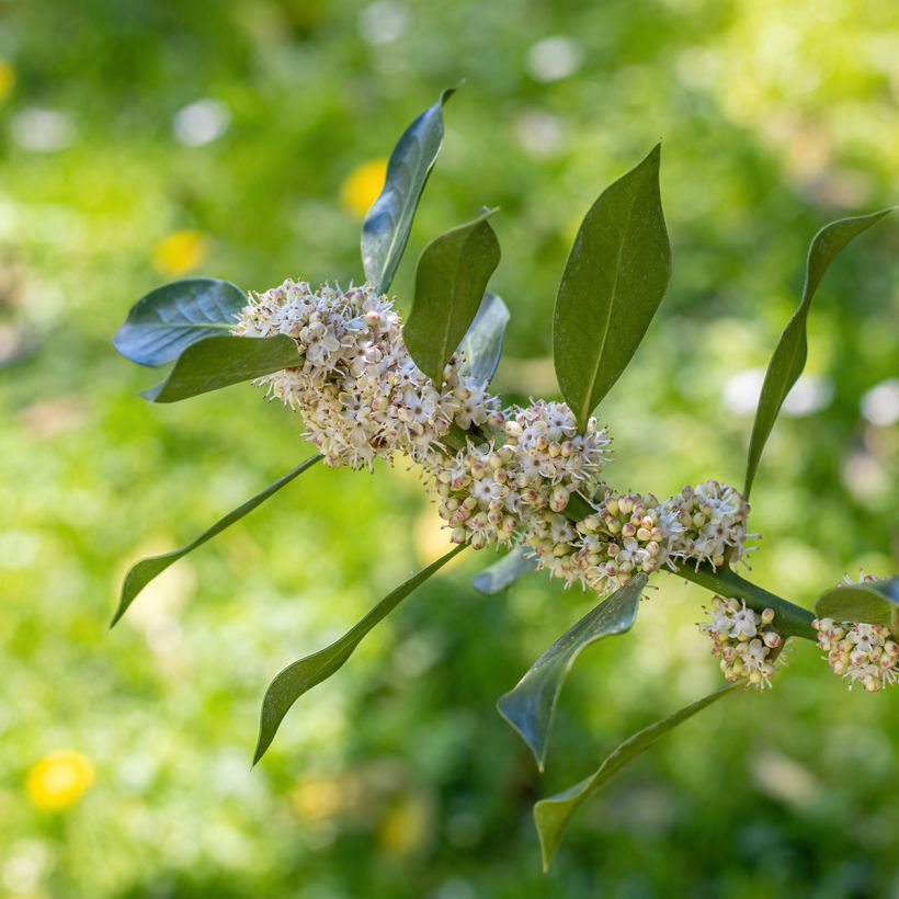 Ilex Nellie R. Stevens (Flowering)