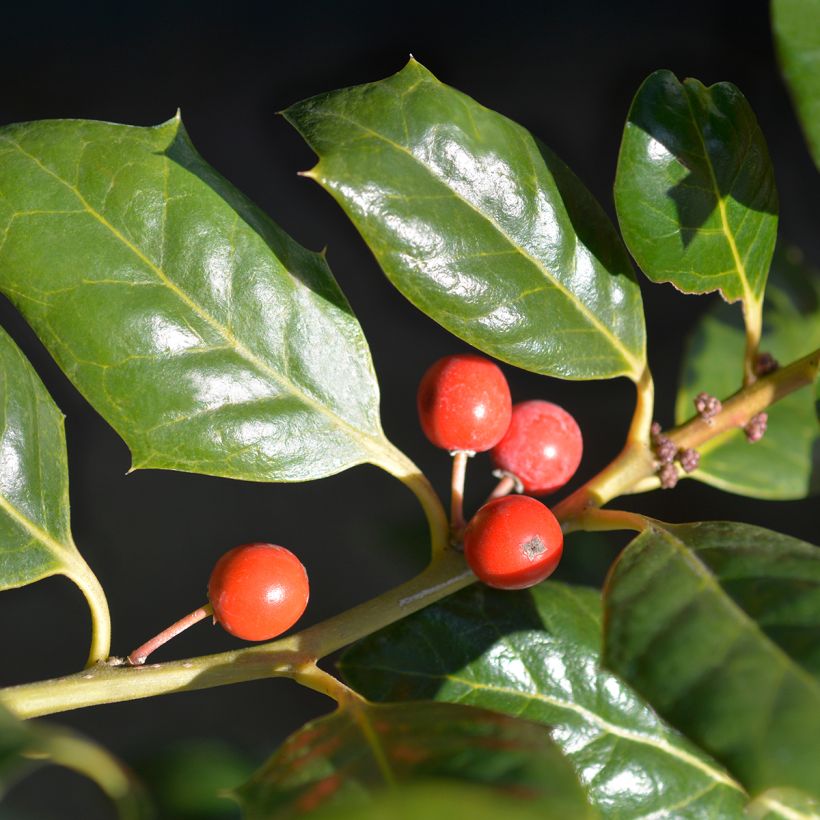 Ilex Nellie R. Stevens (Harvest)