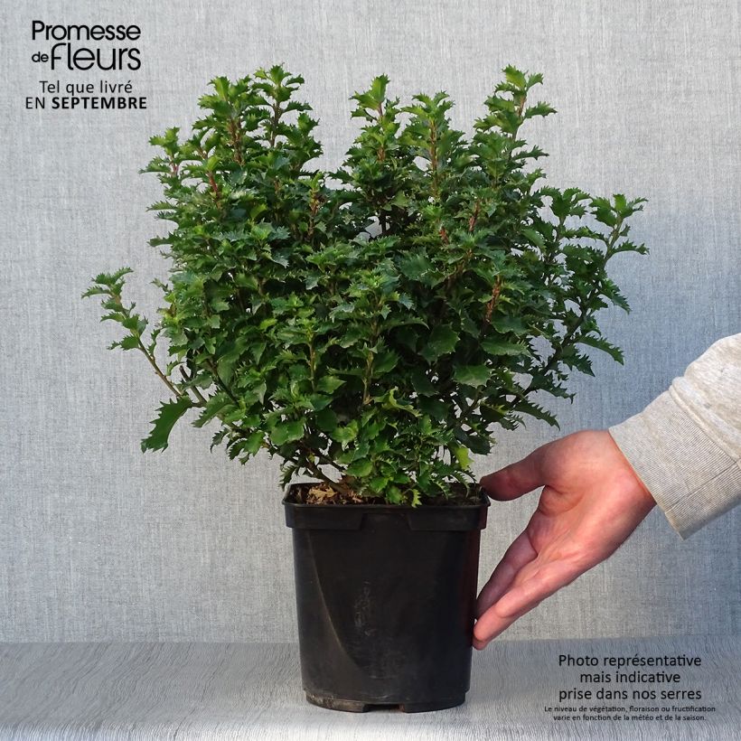 Ilex x meserveae MAGICAL Little Rascal Mondo - Blue Holly 3L/4L pot sample as delivered in autumn