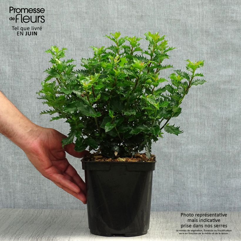 Ilex x meserveae MAGICAL Little Rascal Mondo - Blue Holly 2L/3L pot sample as delivered in summer